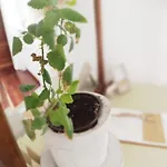 Intuitiva - Relaxation And Mindful 홈스테이 *